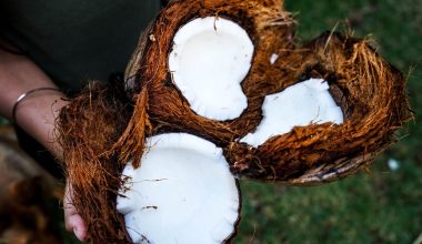 Different Types Of Coconuts