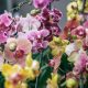 Are orchids edible