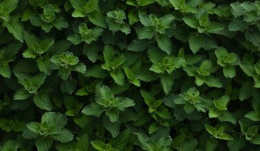 Different Types of Mint