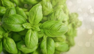 Different Types of Basil